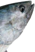 Bonito