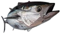 Bluefin Tuna