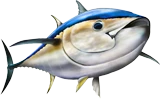 Bluefin Tuna