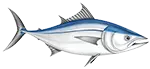 Bluefin Tuna