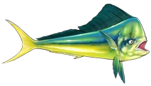 Dorado