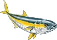 Yellowtail