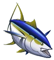 Yellowfin Tuna